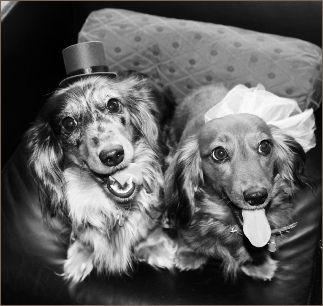 Dog friendly hotel in Coleshill